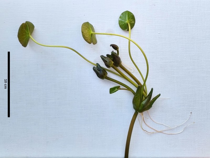 Nymphaea prolifera photo 2
