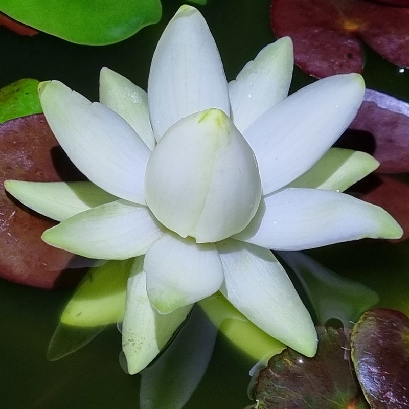 Nymphaea prolifera photo 3