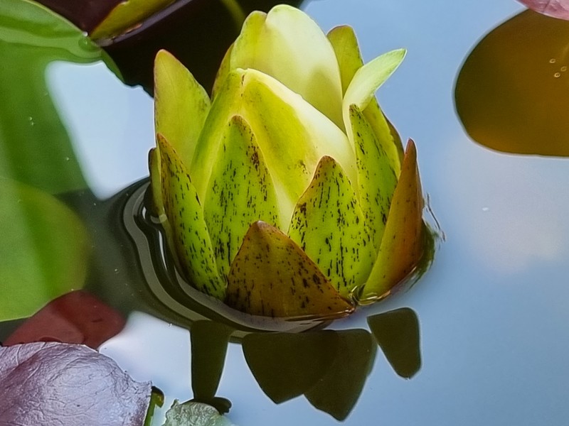 Nymphaea prolifera photo 4