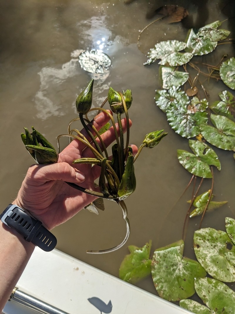 Nymphaea prolifera photo 6