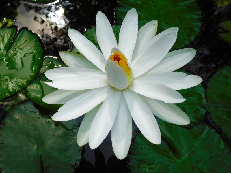 Nymphaea pubescens