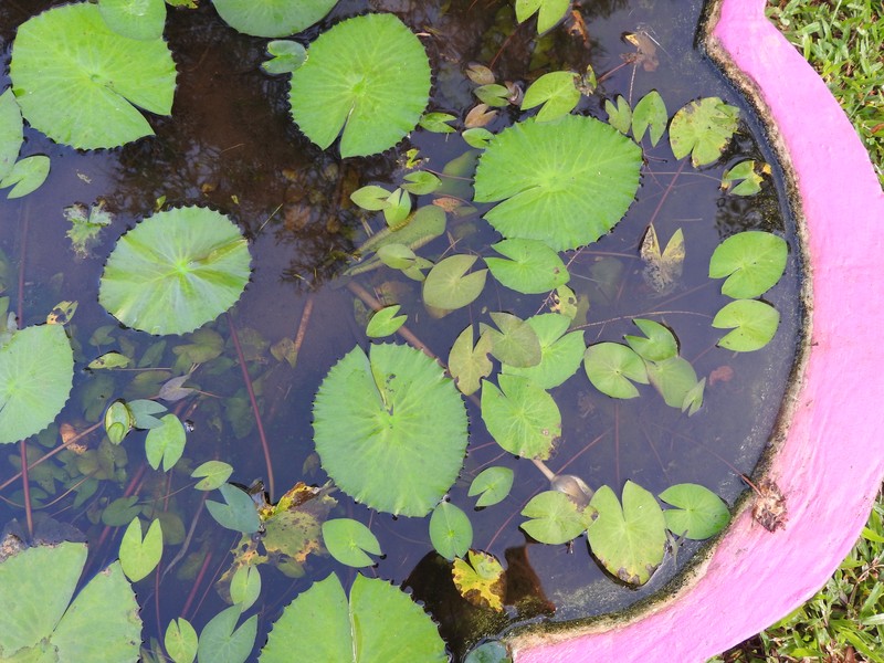 Nymphaea pubescens photo 2