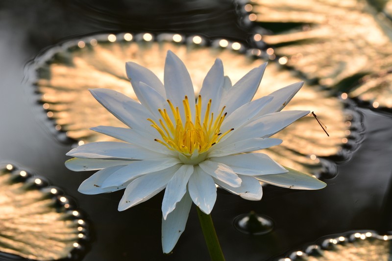 Nymphaea pubescens photo 3