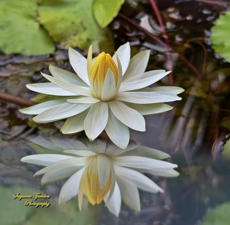 Nymphaea pubescens photo 4