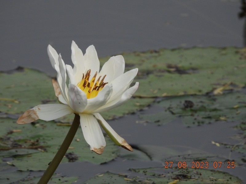 Nymphaea pubescens photo 5