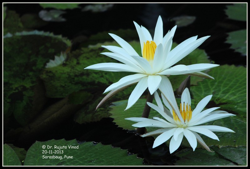 Nymphaea pubescens photo 6