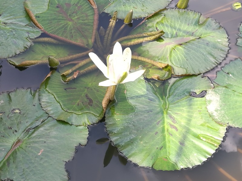 Nymphaea pubescens photo 7