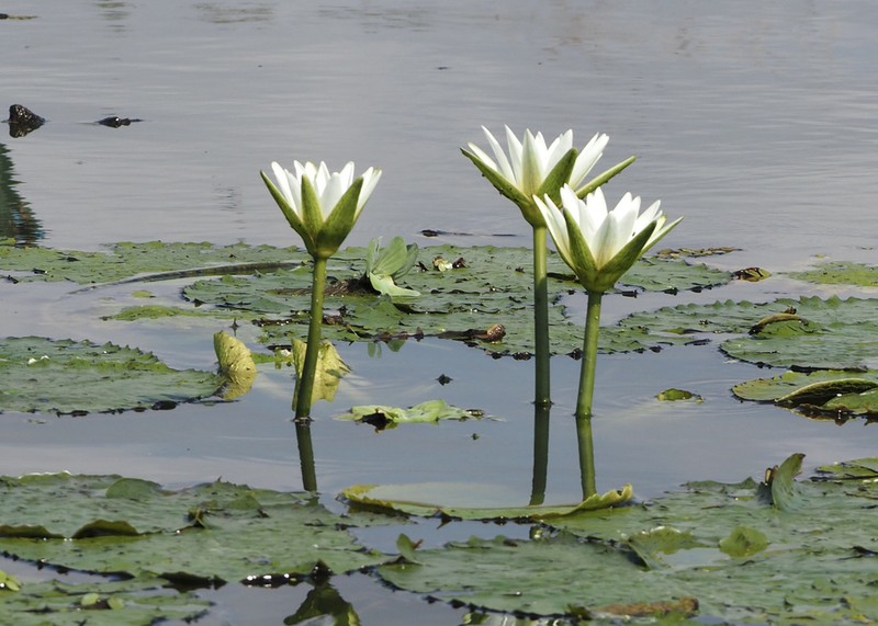 Nymphaea pulchella