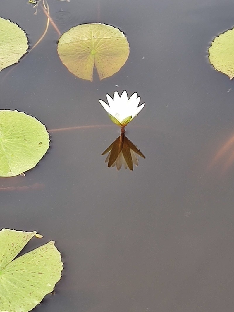 Nymphaea pulchella photo 2