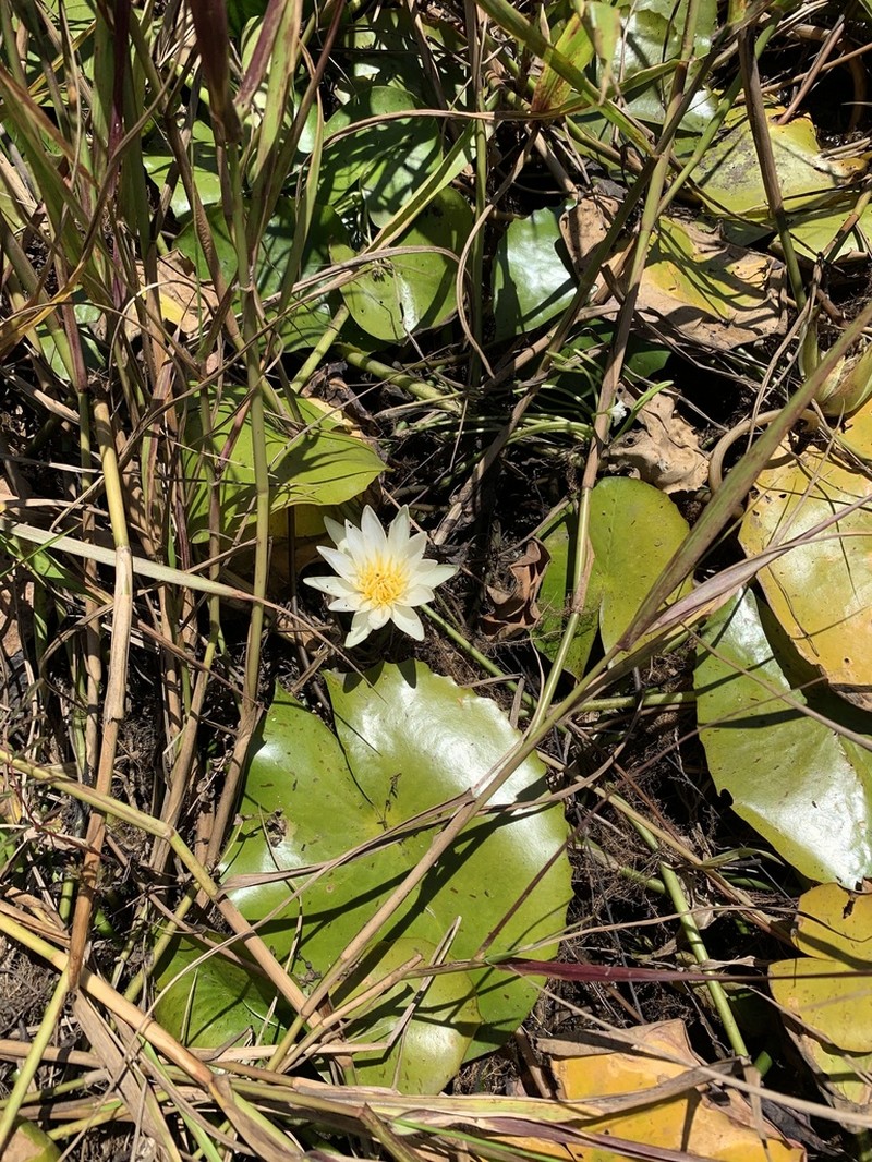 Nymphaea pulchella photo 3