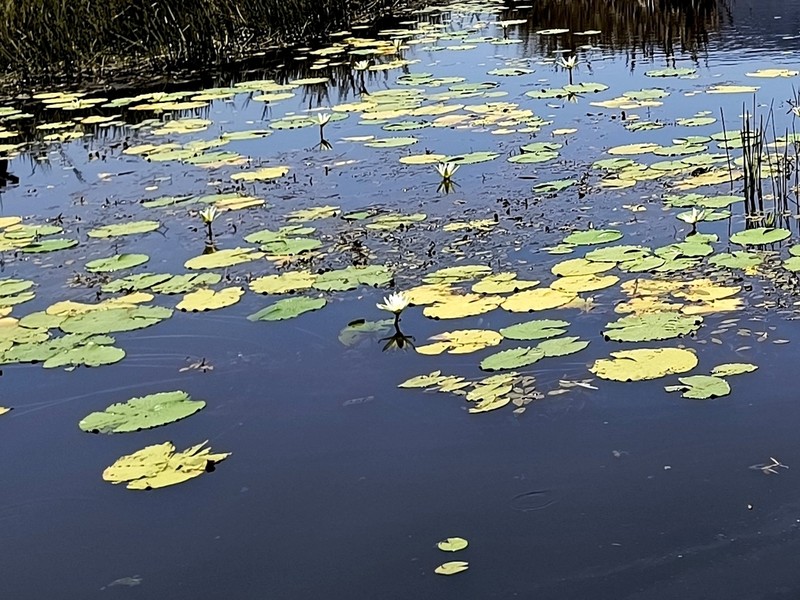 Nymphaea pulchella photo 4
