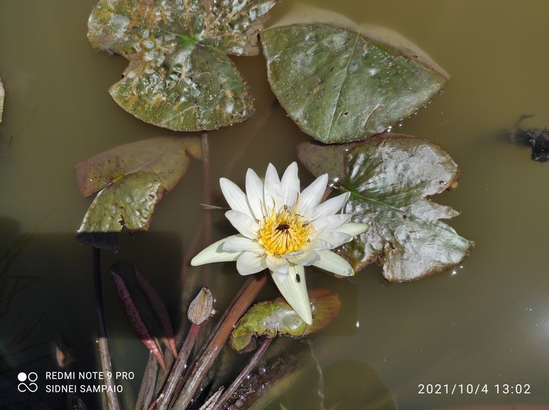 Nymphaea pulchella photo 5