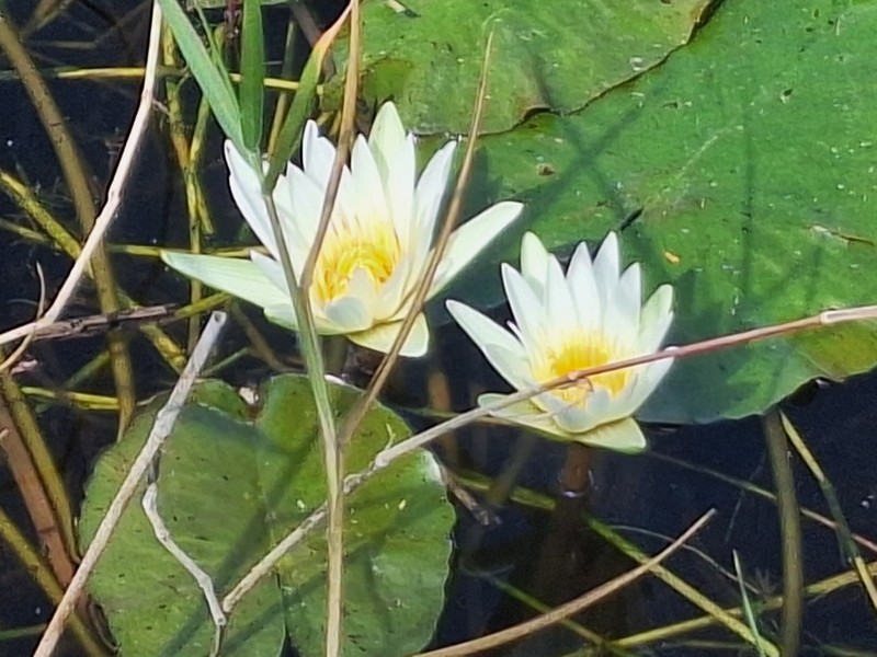 Nymphaea pulchella photo 6