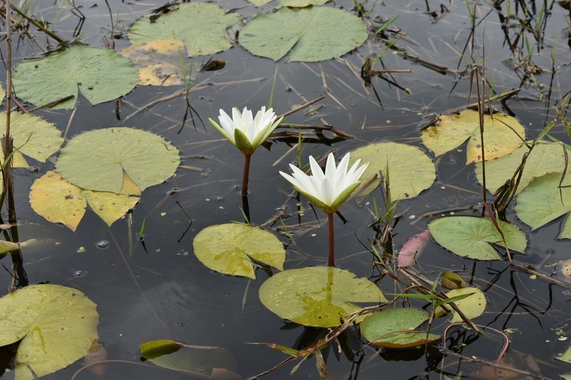 Nymphaea pulchella photo 8