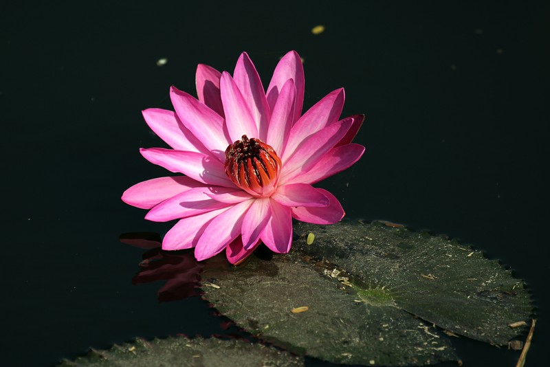 Nymphaea rubra