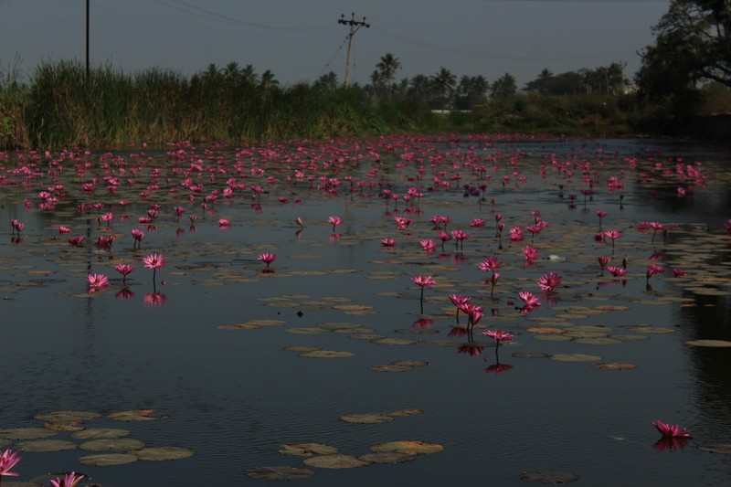 Nymphaea rubra photo 2