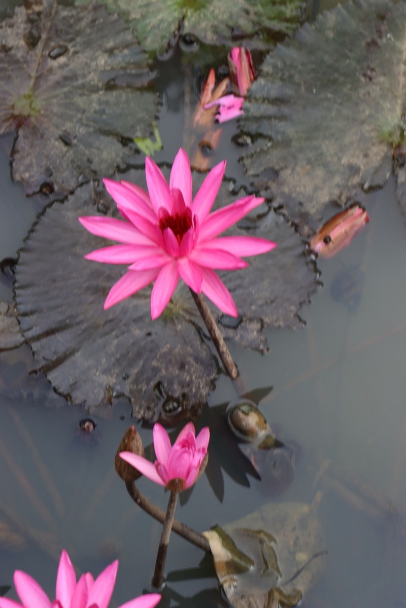 Nymphaea rubra photo 3