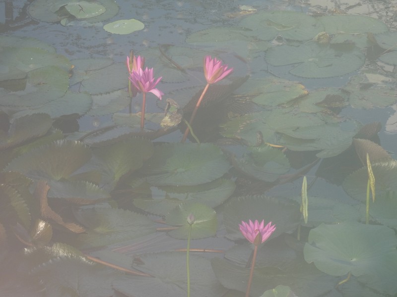 Nymphaea rubra photo 4