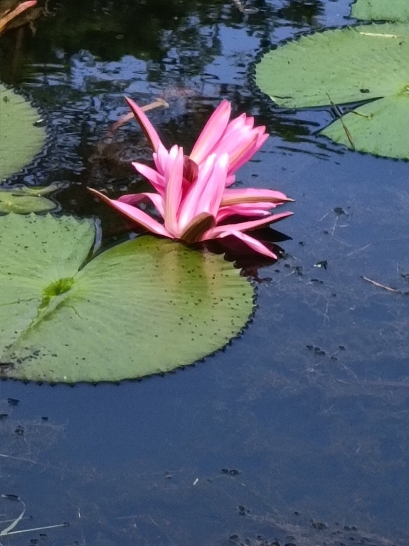 Nymphaea rubra photo 5