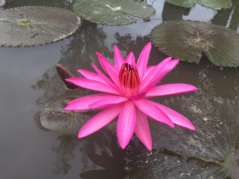 Nymphaea rubra photo 6