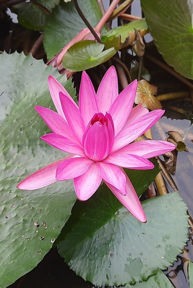 Nymphaea rubra photo 7
