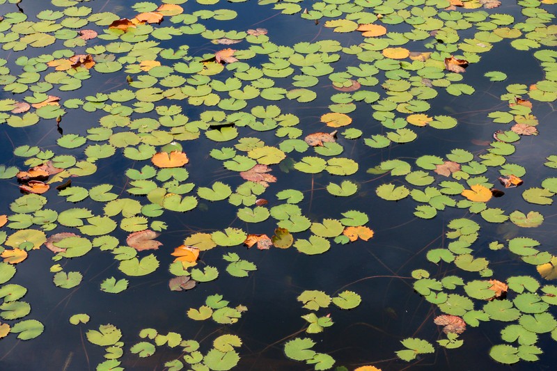Rudge's Waterlily photo 6