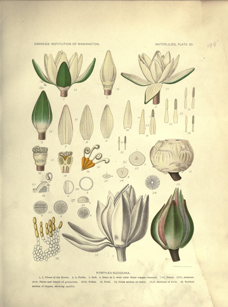 Rudge's Waterlily photo 2