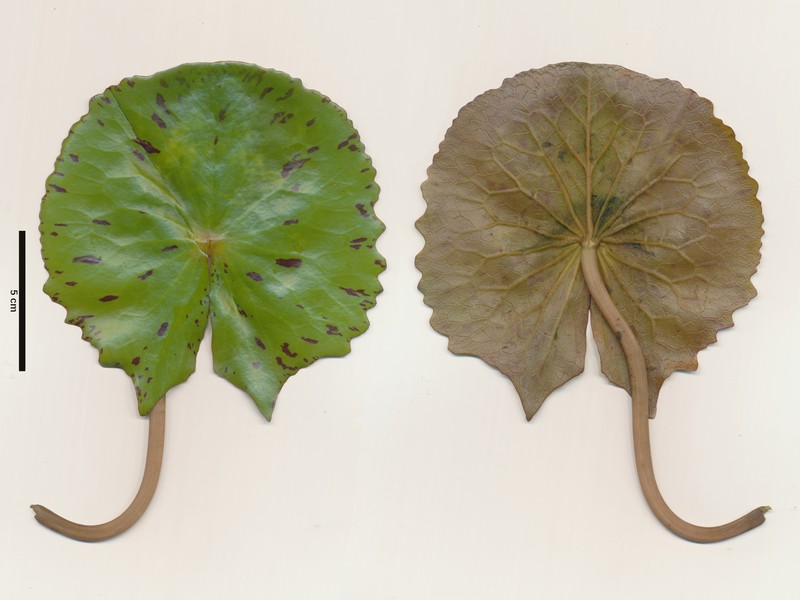 Rudge's Waterlily photo 3