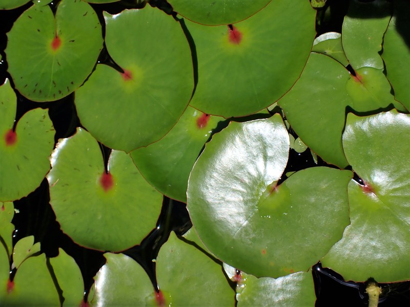 Rudge's Waterlily photo 4