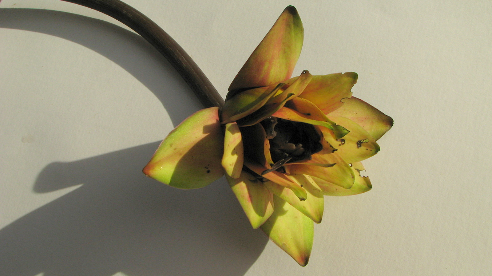 Rudge's Waterlily photo 7