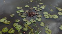 Rudge's Waterlily