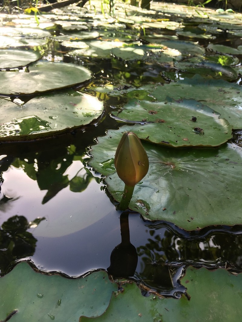 Rudge's Waterlily photo 7