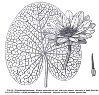 Nymphaea stuhlmannii