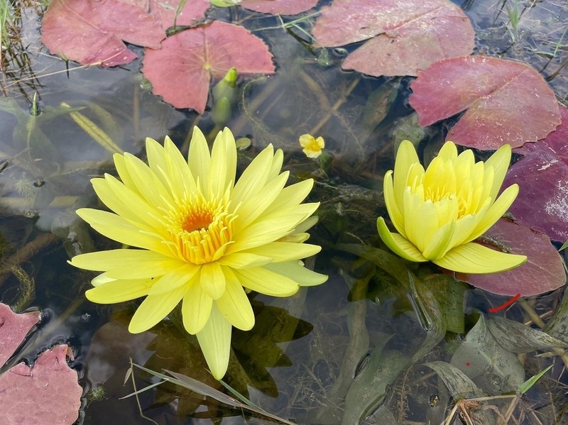 Nymphaea stuhlmannii photo 2