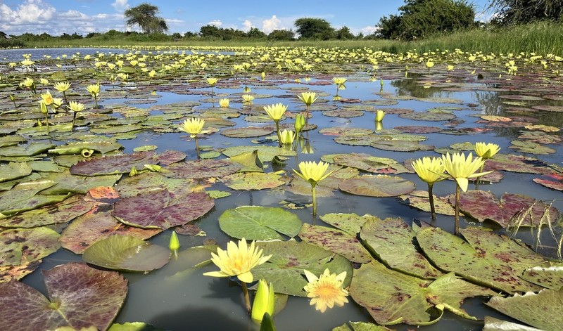 Nymphaea stuhlmannii photo 3