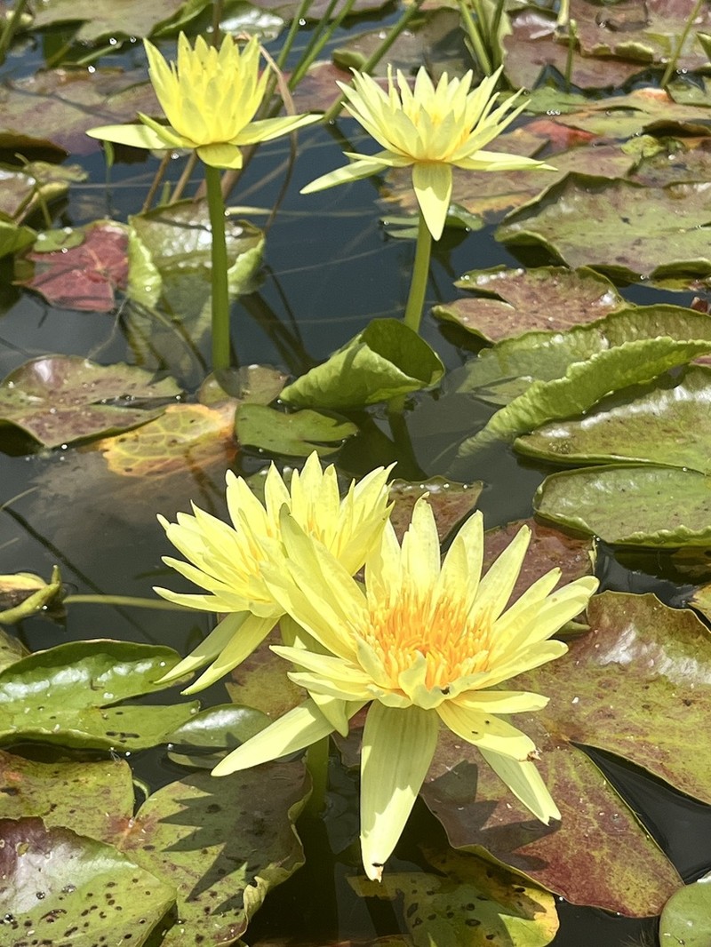 Nymphaea stuhlmannii photo 4