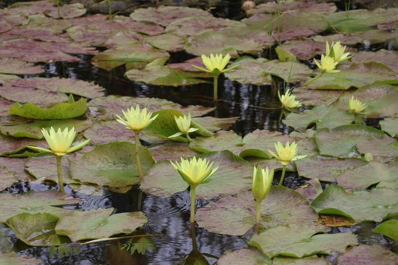 Nymphaea stuhlmannii photo 5