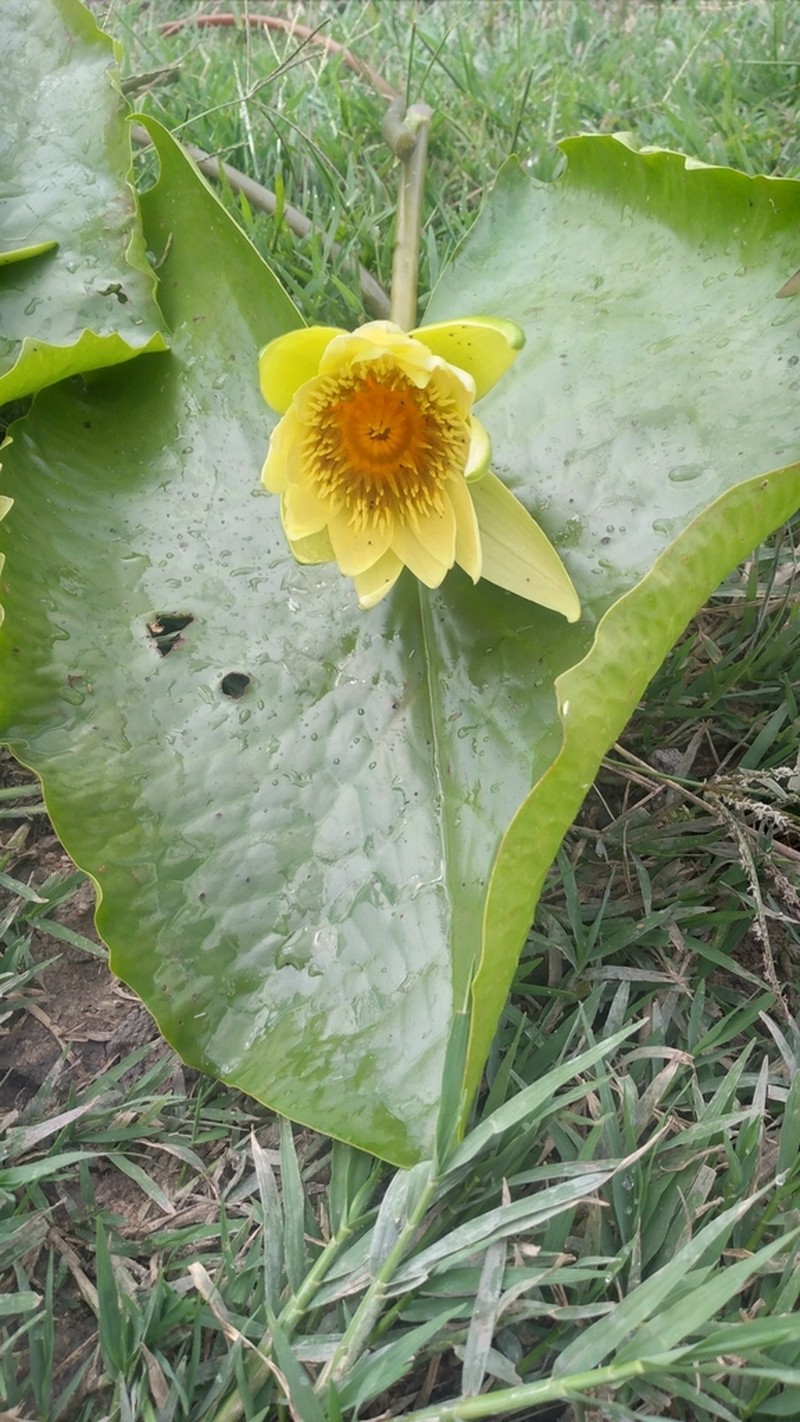 Nymphaea stuhlmannii photo 6