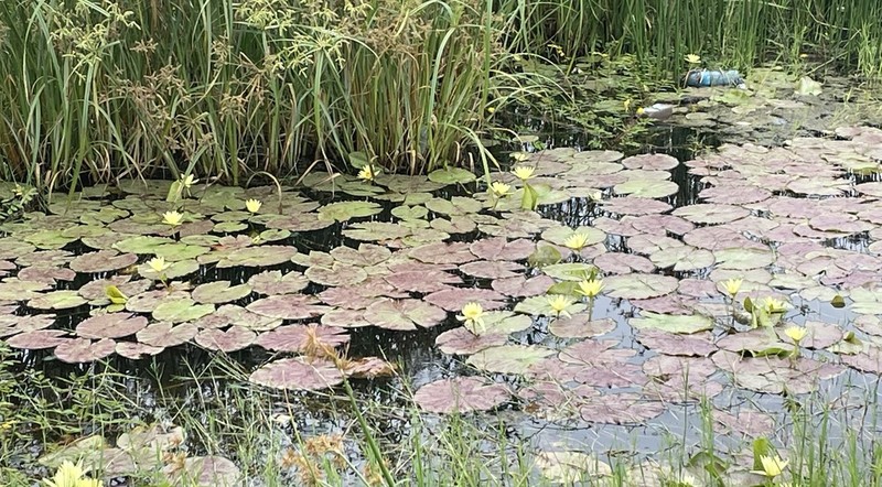 Nymphaea stuhlmannii photo 7