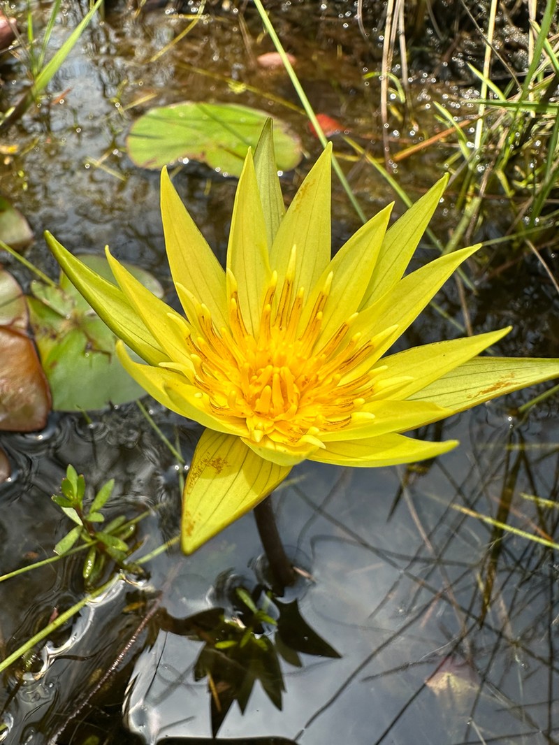 Nymphaea sulphurea photo 2