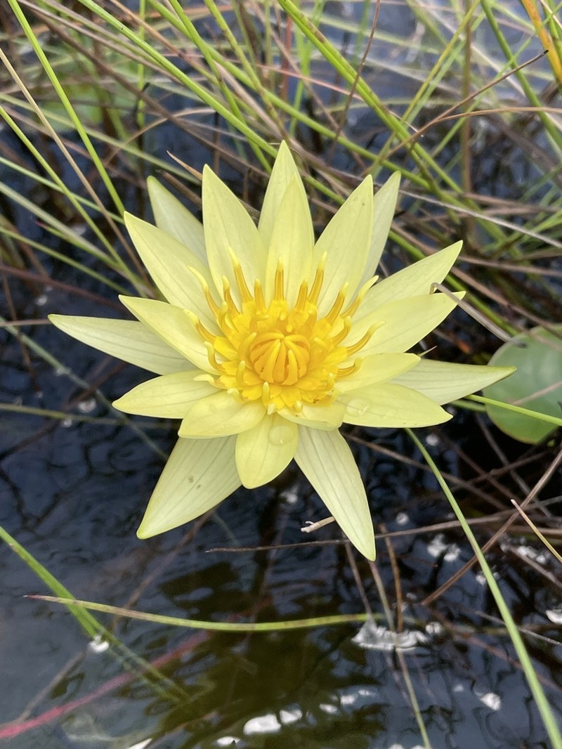 Nymphaea sulphurea photo 3