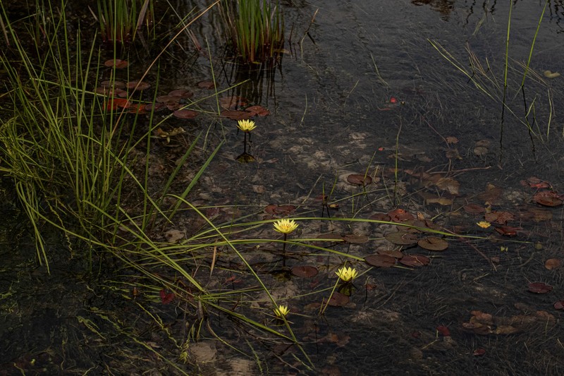 Nymphaea sulphurea photo 4