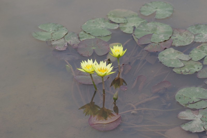 Nymphaea sulphurea photo 5