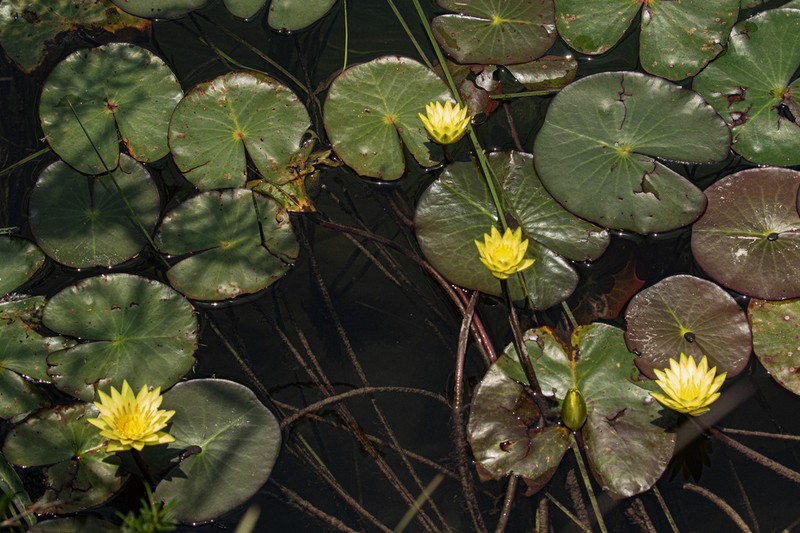 Nymphaea sulphurea photo 6