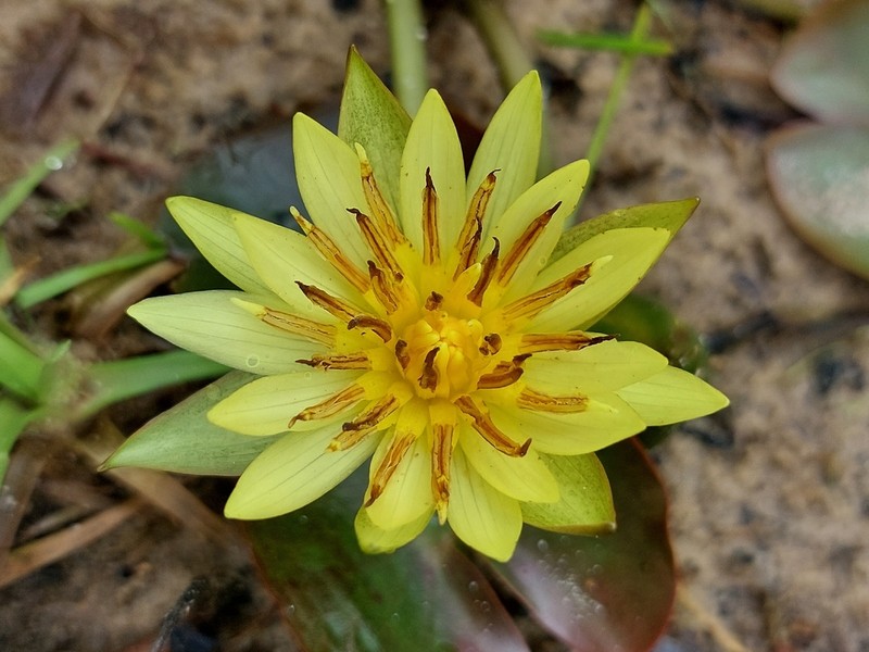 Nymphaea sulphurea photo 7