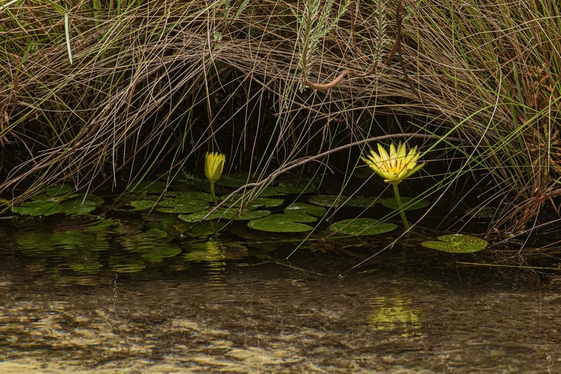 Nymphaea sulphurea photo 8