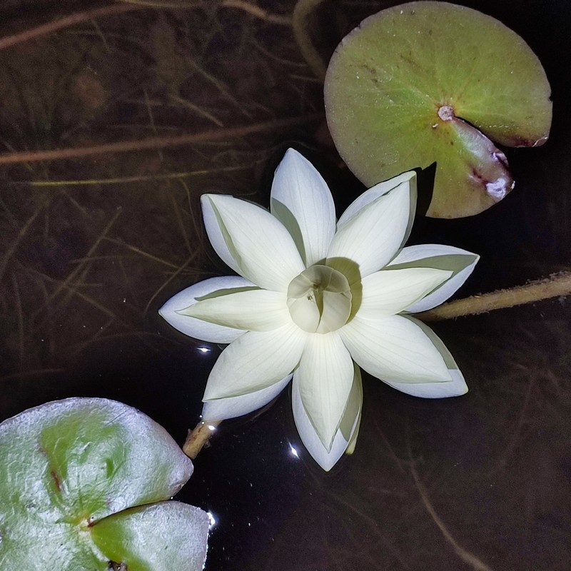Nymphaea tenuinervia photo 2