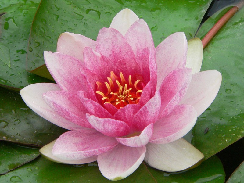 Pygmy Waterlily photo 2