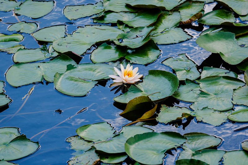 Pygmy Waterlily photo 3