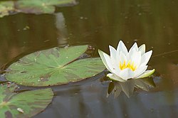 Pygmy Waterlily